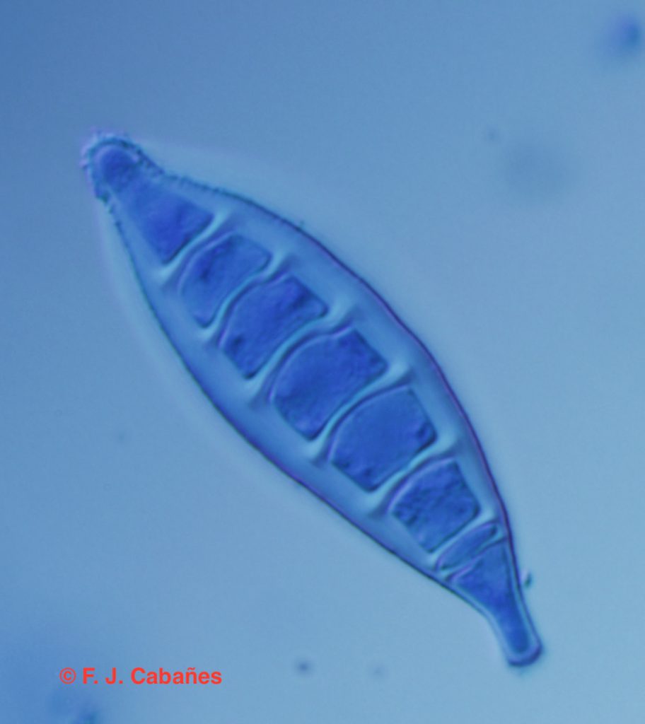 Figura1-Dermatofitos-Microsporum canis-FJ Cabañes-aemicol-AEM