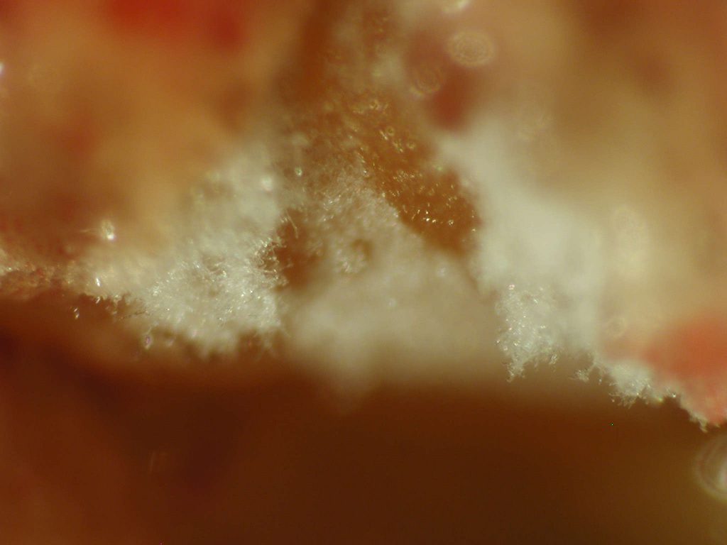  Micelio de color blanquecino de una placa micótica detectada en una bolsa gutural de un caballo. F. Javier Cabañes© Mycology Micología AEM